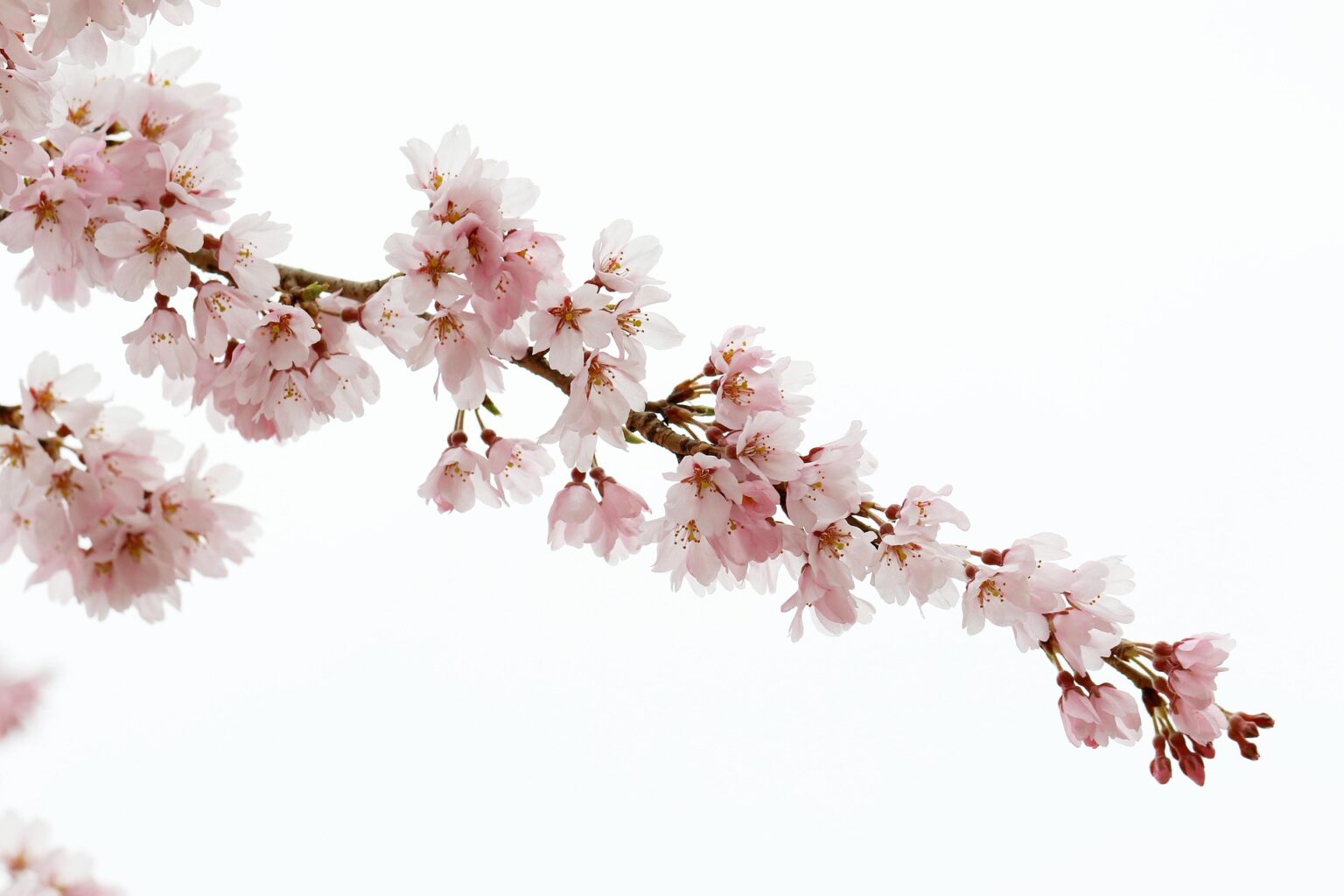 japanese-cherry-blossom-6185333_1920