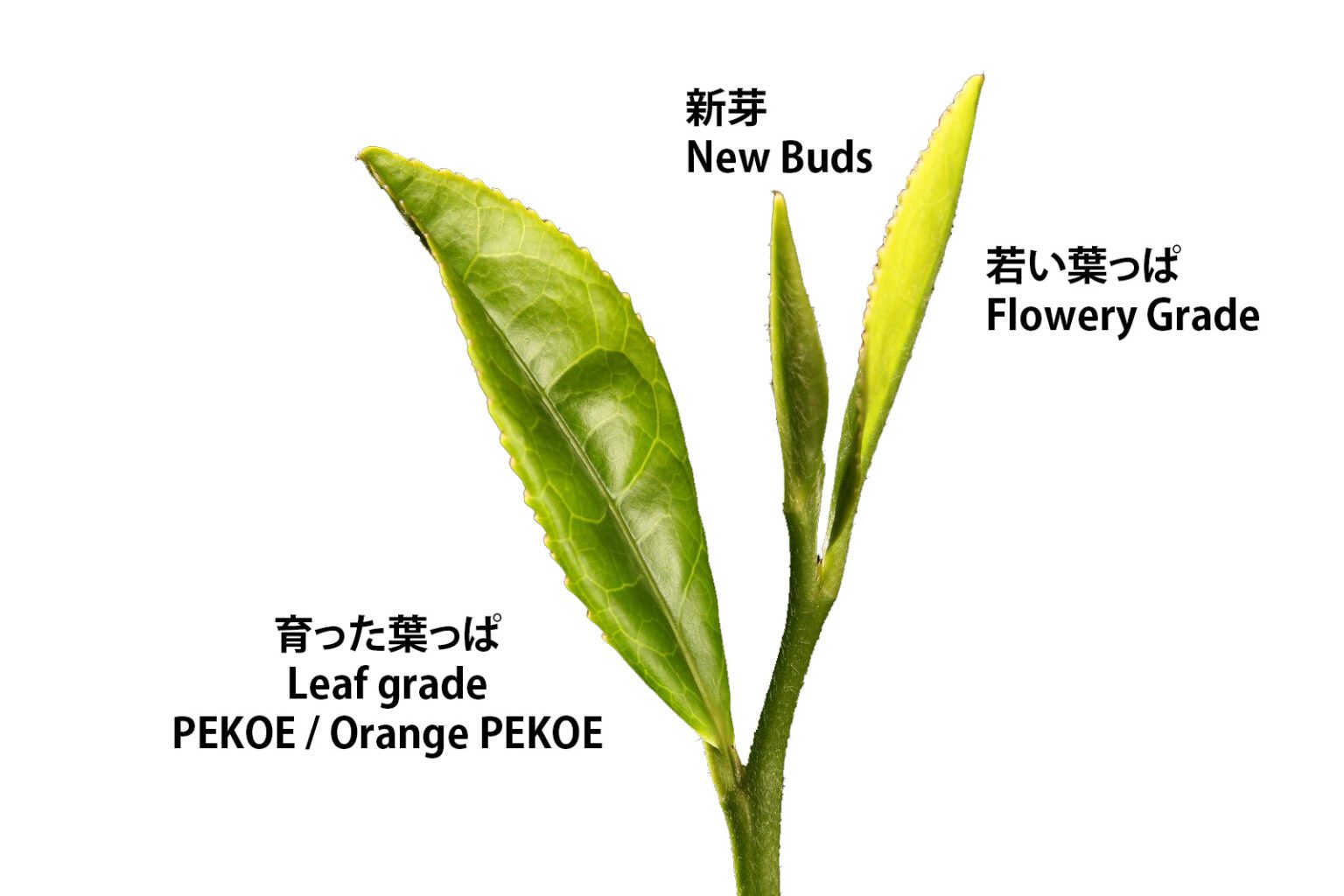 Basics of Ceylon Tea – AZ Teas Japan | エーゼットティーズジャパン